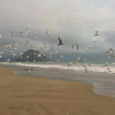 Pelican Place In Morro Bay